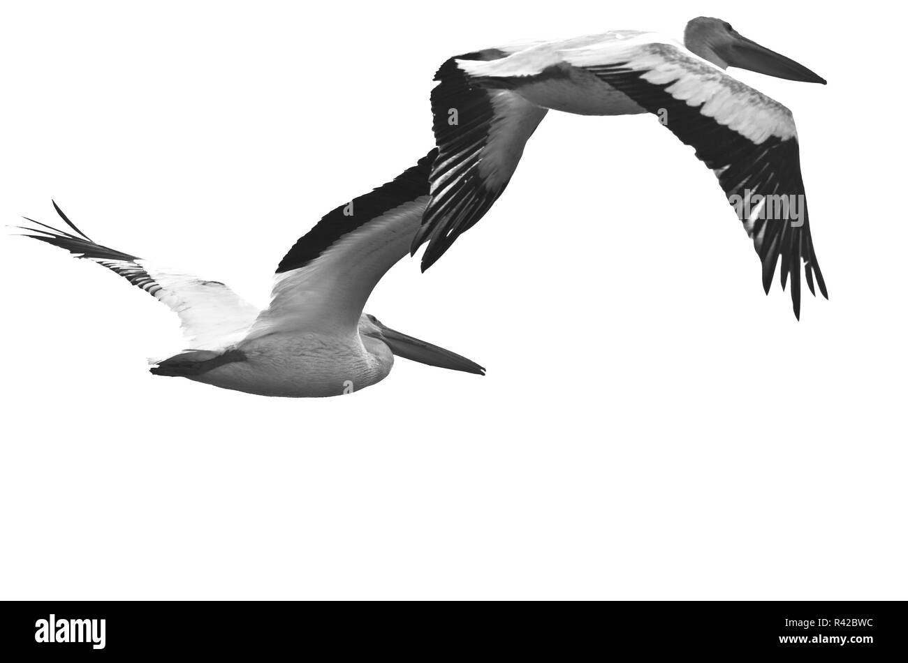 Deux Pélicans blancs volant sur un fond blanc Banque D'Images