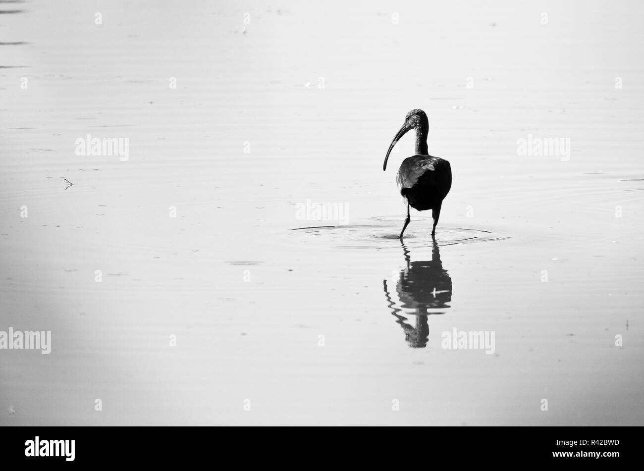 La silhouette du White-Faced Ibis debout dans l'étang peu profond Banque D'Images