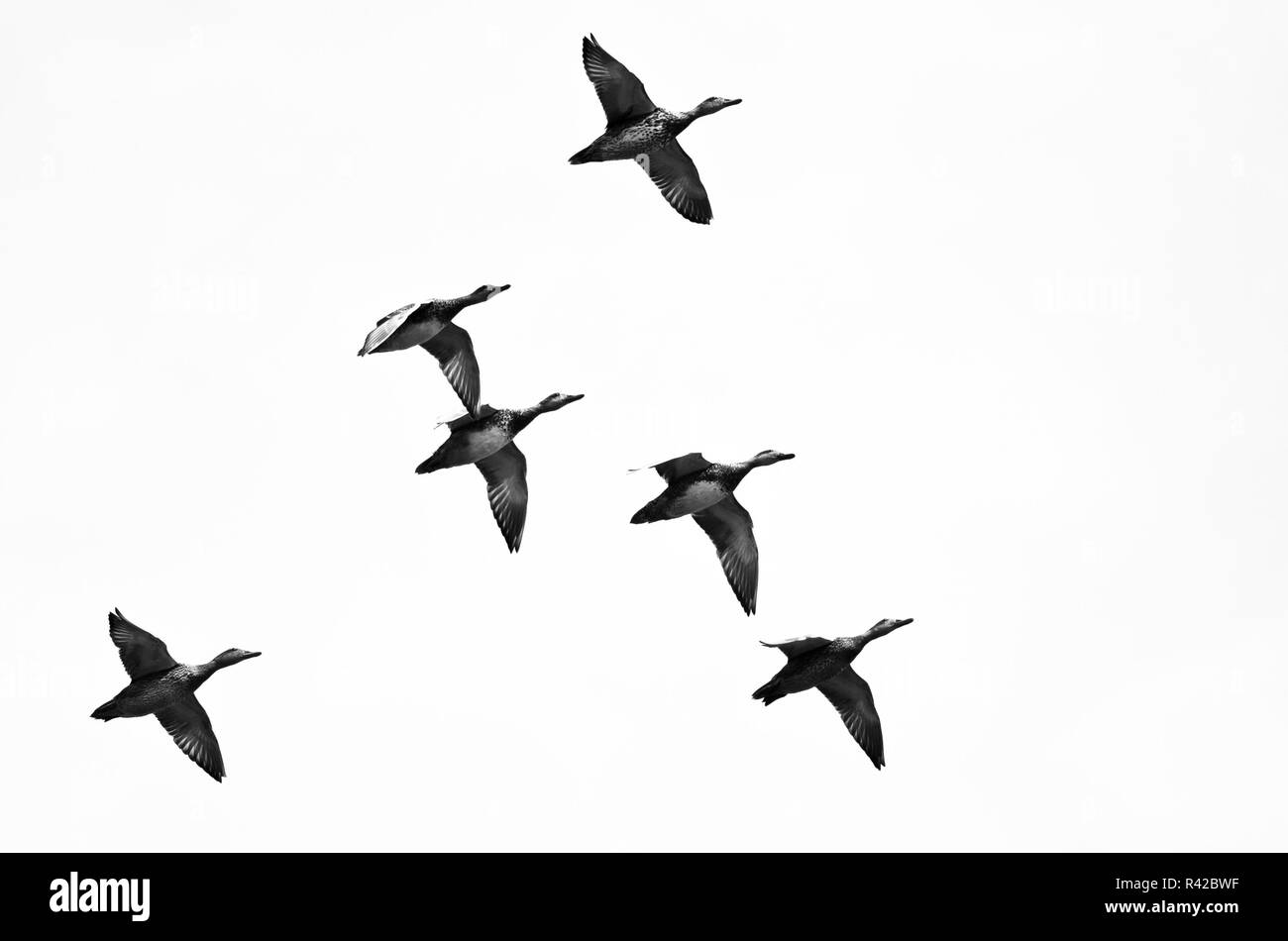 Troupeau de canards volant sur un fond blanc Banque D'Images