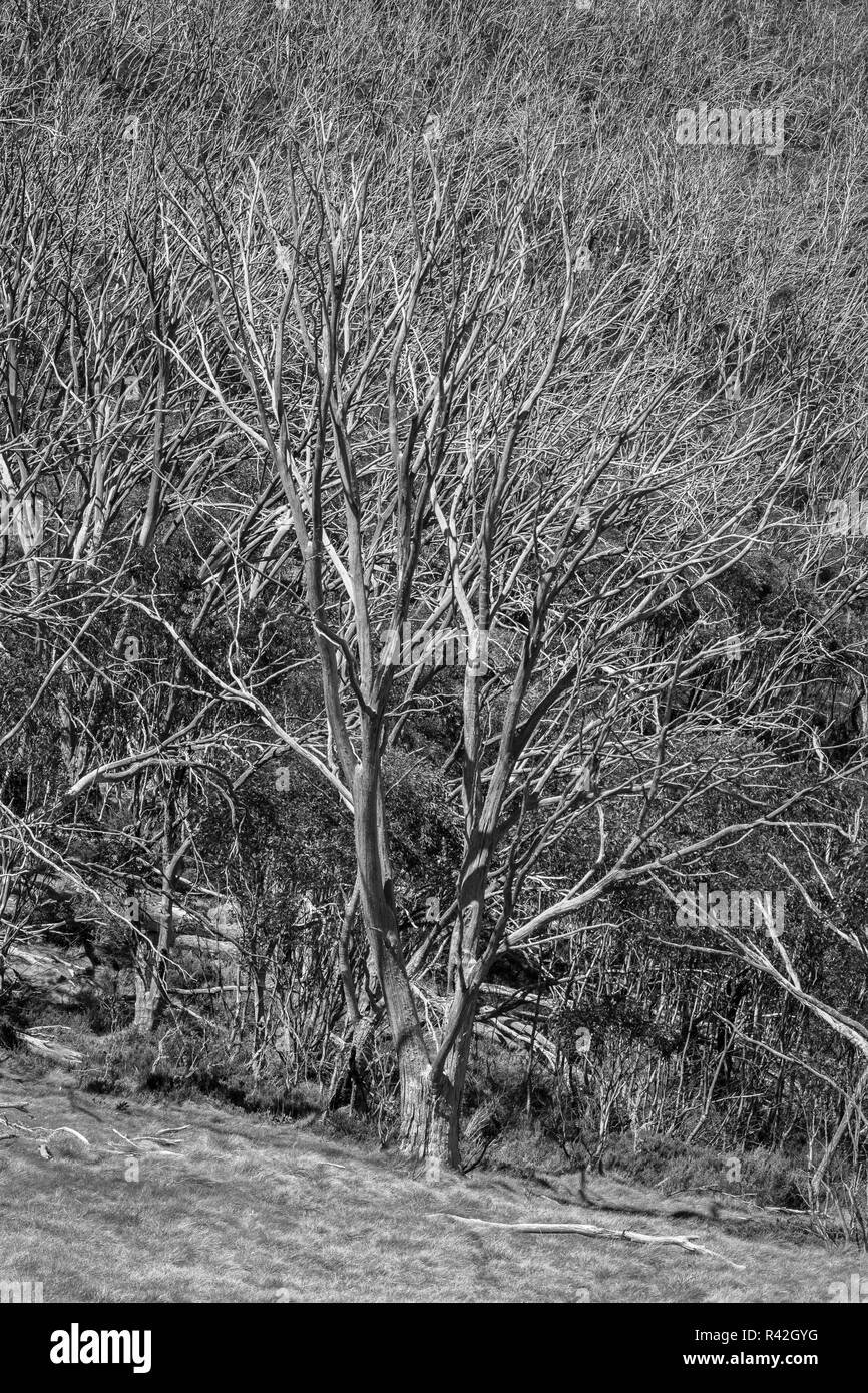 Les arbres nus dans Kosiuszko alpine National Park Banque D'Images