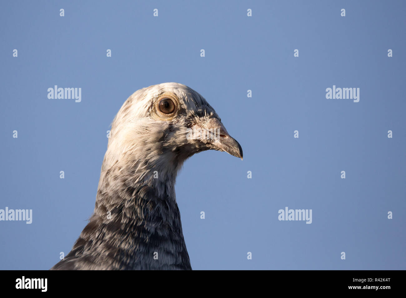 Portrait de pigeons domestiques Banque D'Images