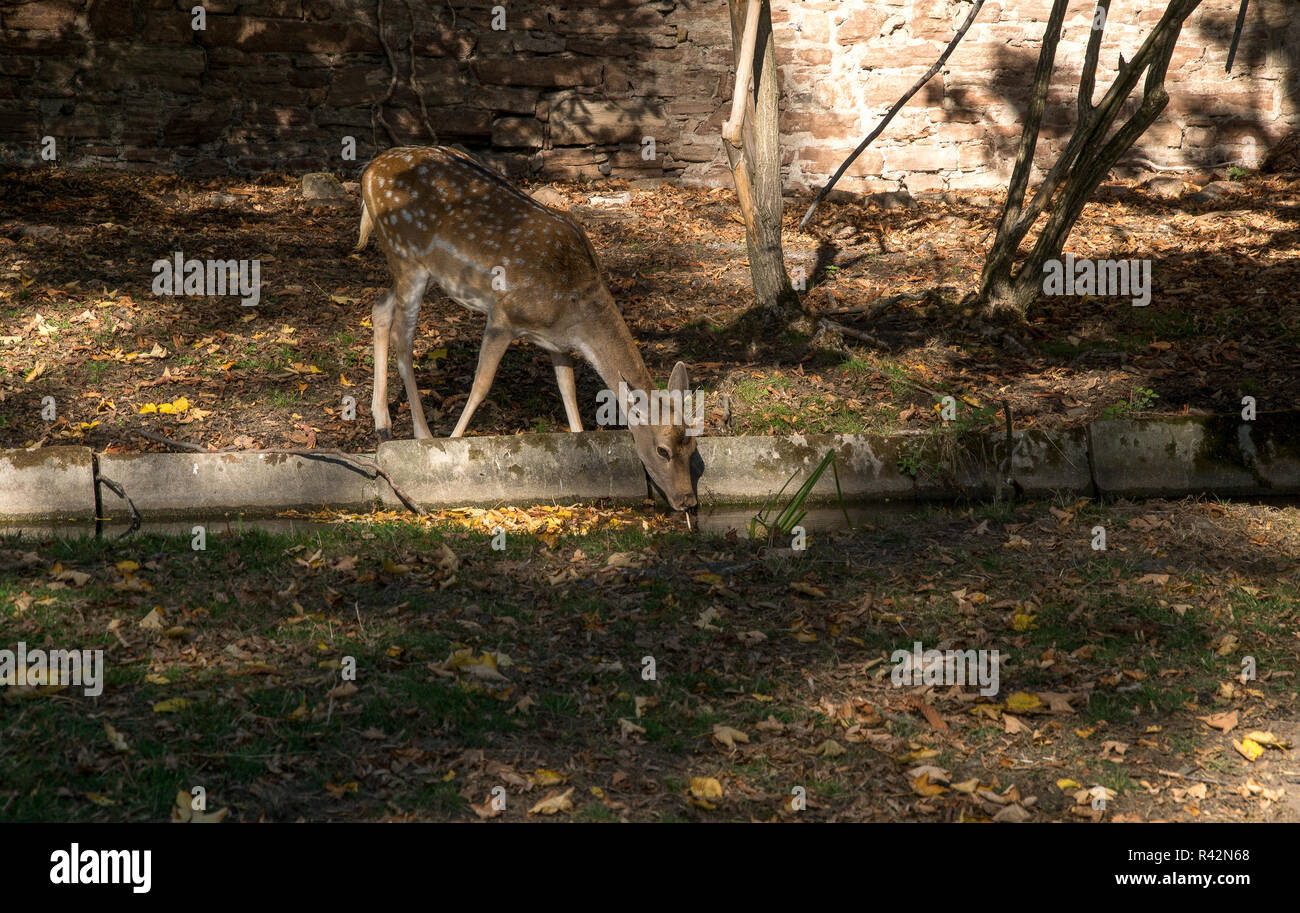 Debout cerfs et boire d'une rivière minuscule Banque D'Images