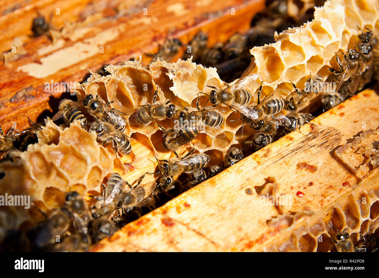 Les abeilles, voir le groupe de travail sur nid d'abeilles. Banque D'Images