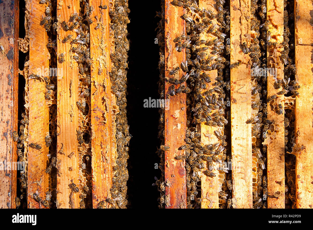 Les abeilles, vue du groupe de travail sur nid d'abeilles. Banque D'Images