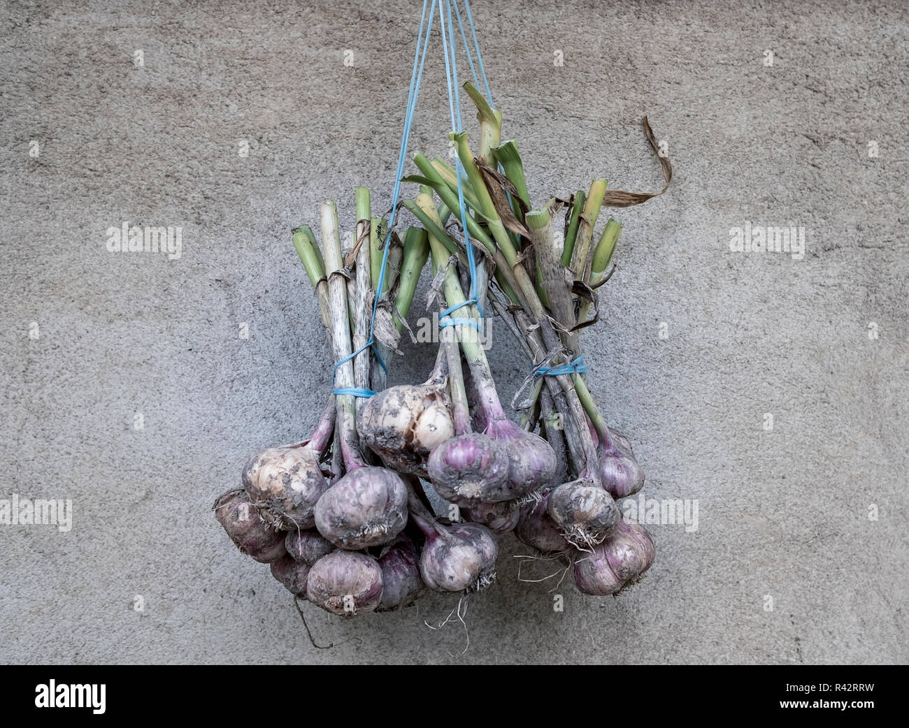 Fraîchement cueillis, biologiques et cultivés localement tas d'ail séchant au soleil. Banque D'Images