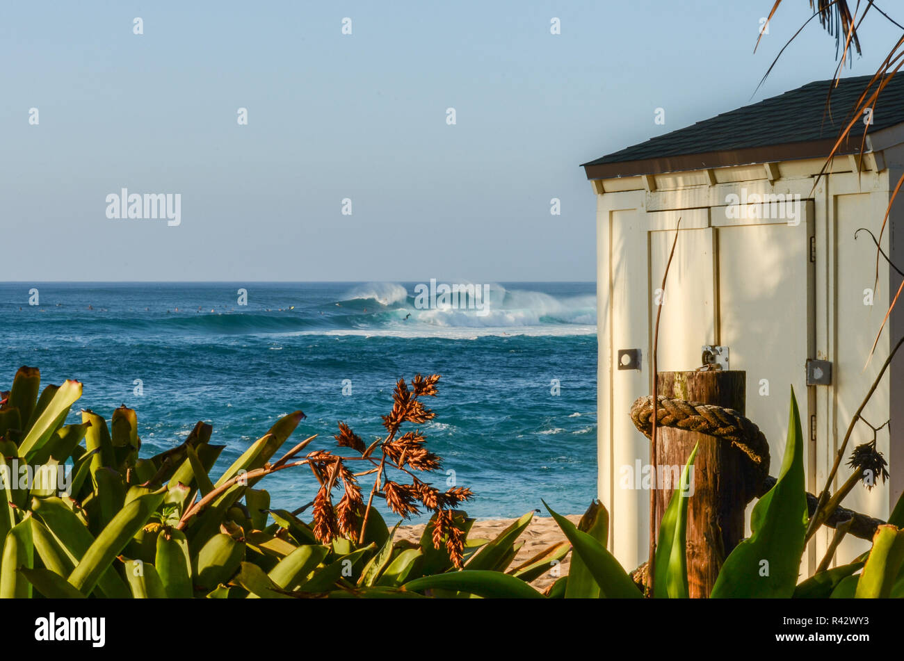 Lifeguard hangar de stockage et de feuillage dans le premier plan avec les hautes vagues de Sunset Beach sur la côte nord d'Oahu, Hawaï dans l'arrière-plan Banque D'Images
