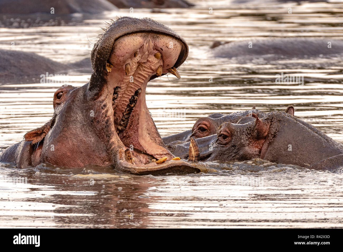 Cette image de l'hippopotame est prise à Masai Mara au Kenya. Banque D'Images