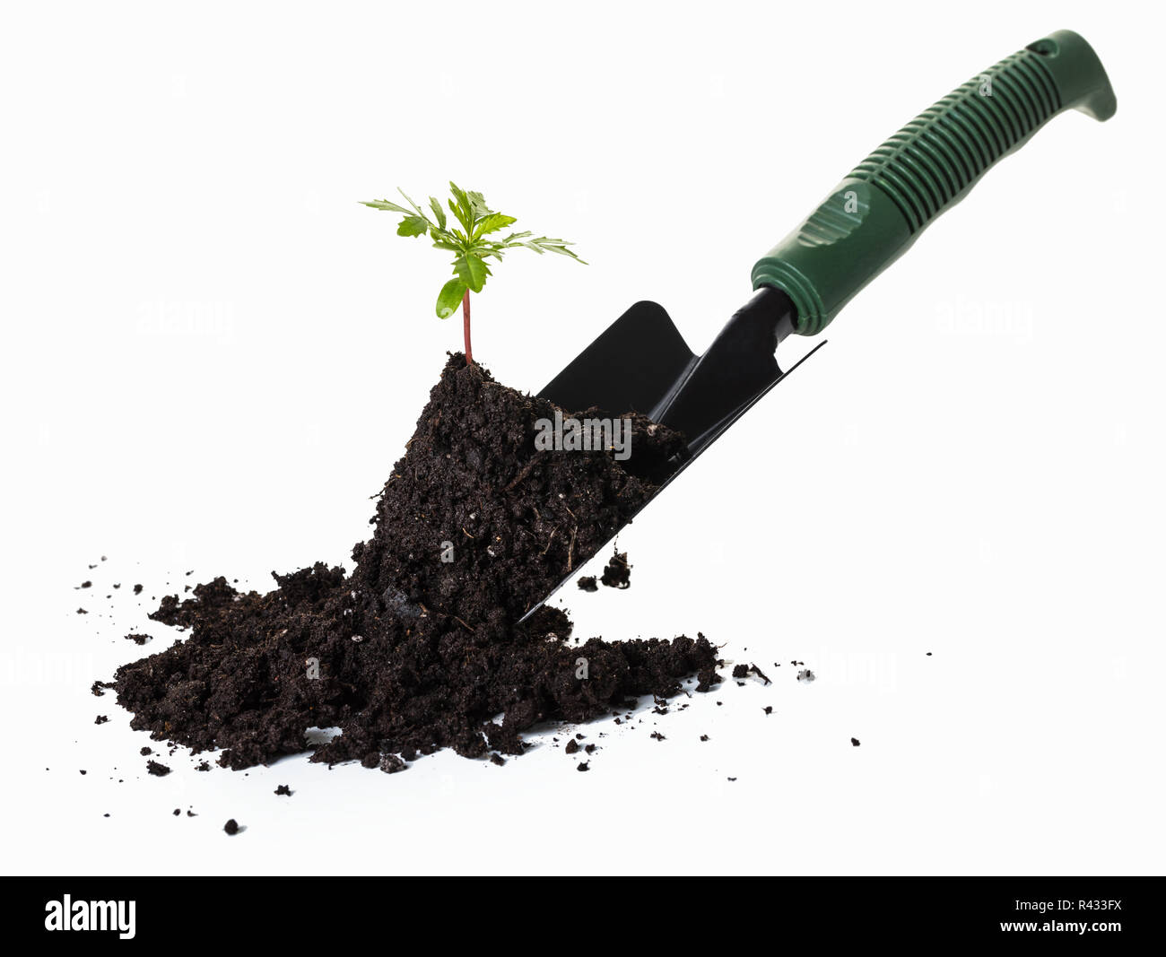 La plantation d'une petite centrale sur les tas de terre, fond blanc. Banque D'Images