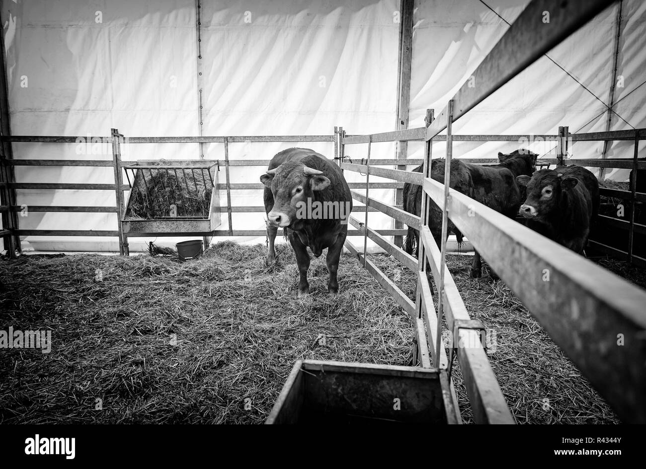 L'exposition de vaches, détail d'un exivicion étalons pur-sang des animaux à vendre Banque D'Images