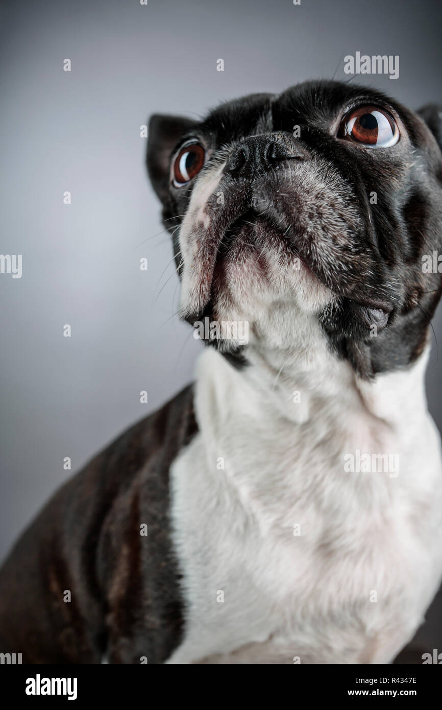 Portrait d'un chien de terrier de Boston le studio int Banque D'Images