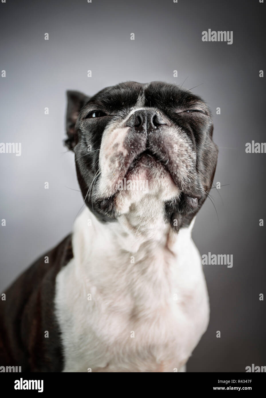 Portrait d'un chien de terrier de Boston le studio int Banque D'Images