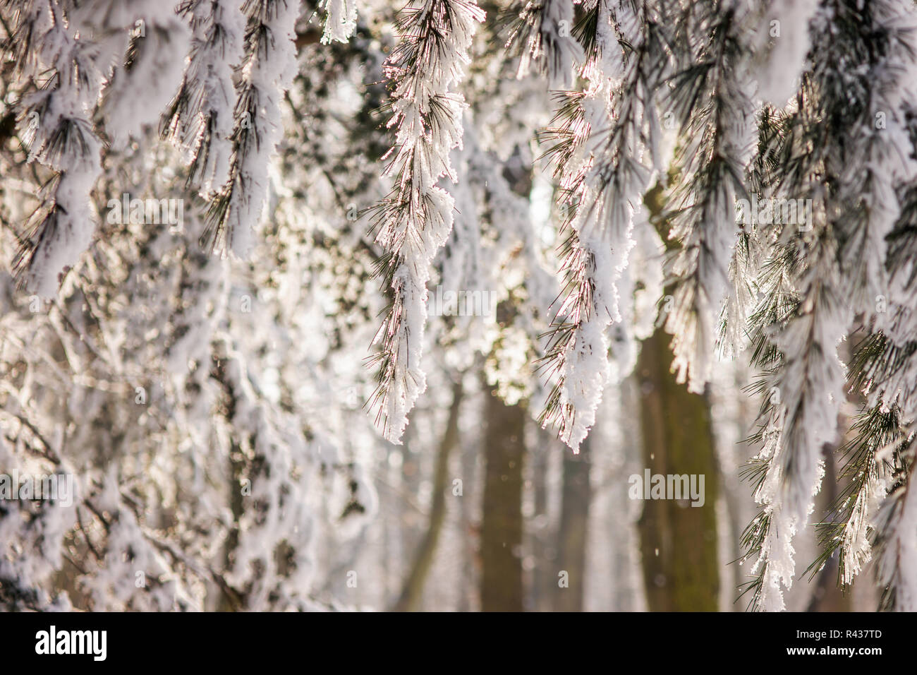 Arbres de la forêt sous la neige, note faible profondeur de champ Banque D'Images