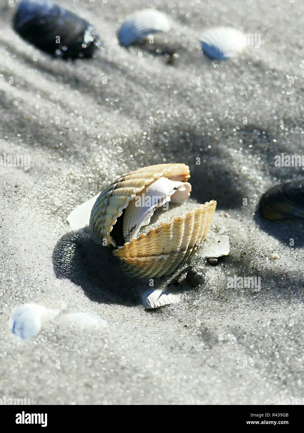 Les coquillages dans le sable Banque D'Images