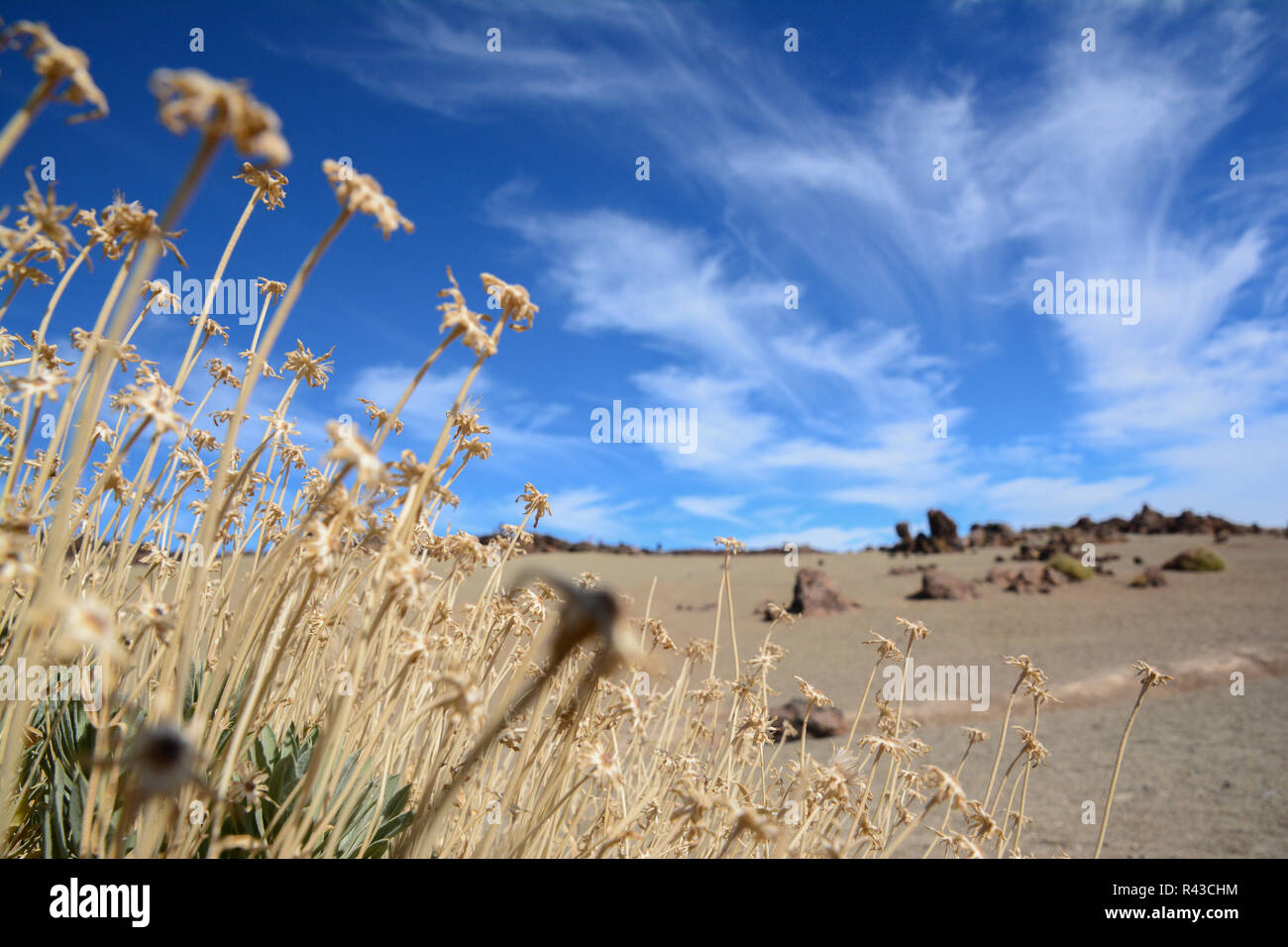 Le teide sur Tenerife, dans les îles canaries Banque D'Images