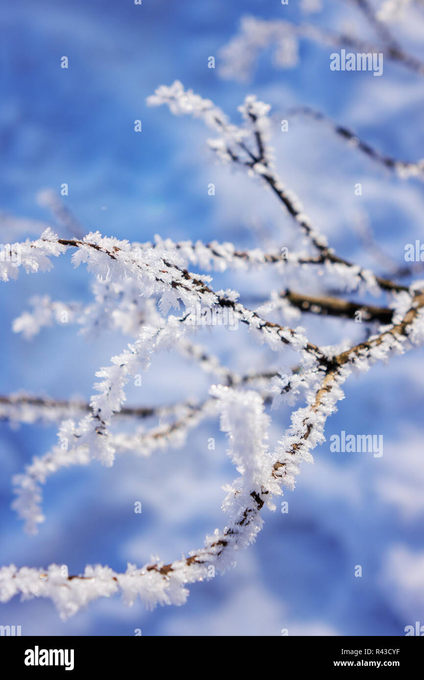 Branches gelés sur les arbres sous la neige, note faible profondeur de champ Banque D'Images