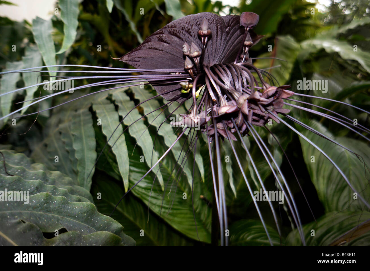 Fleur Tacca chantrieri - chauve-souris Banque D'Images