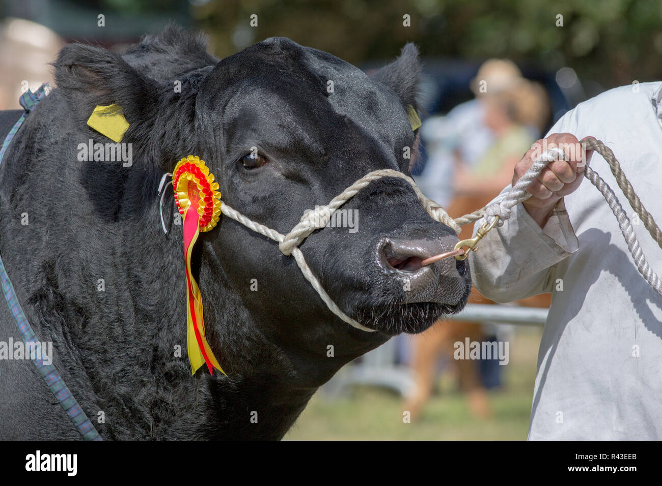 Salon de l'agriculture. Aylsham. Maison de vacances Banque août lundi. Blickling. Le Norfolk. Aberdeen Angus Champion bétail menée autour de l'anneau par le bétail handler.​ Banque D'Images