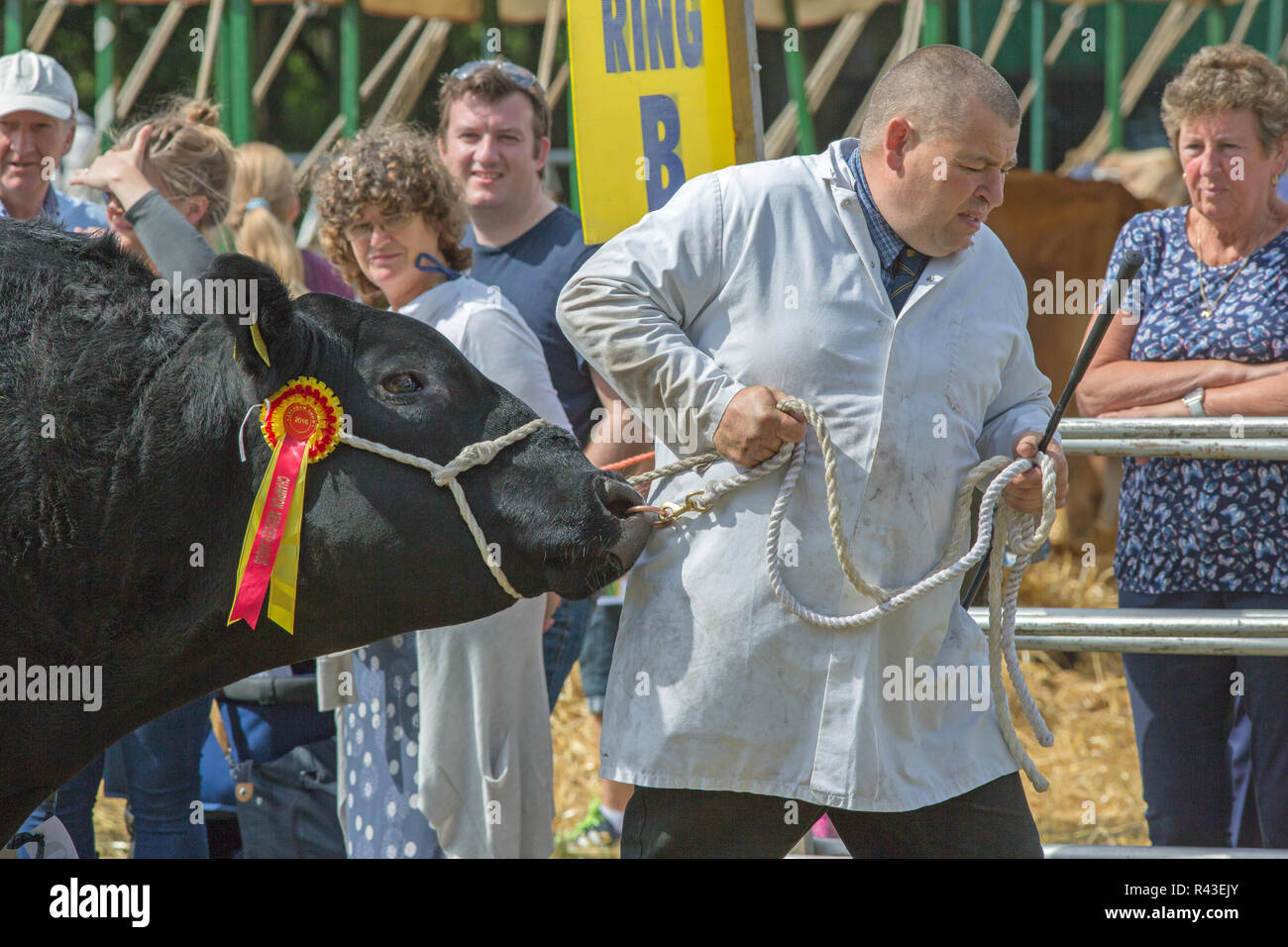 Aberdeen Angus Bull, une race bovine, Champion, Aylsham Show agricole, Norfolk. Maison de vacances annuelles, la Banque d'août. Une certaine résistance devant être surmontés. Banque D'Images