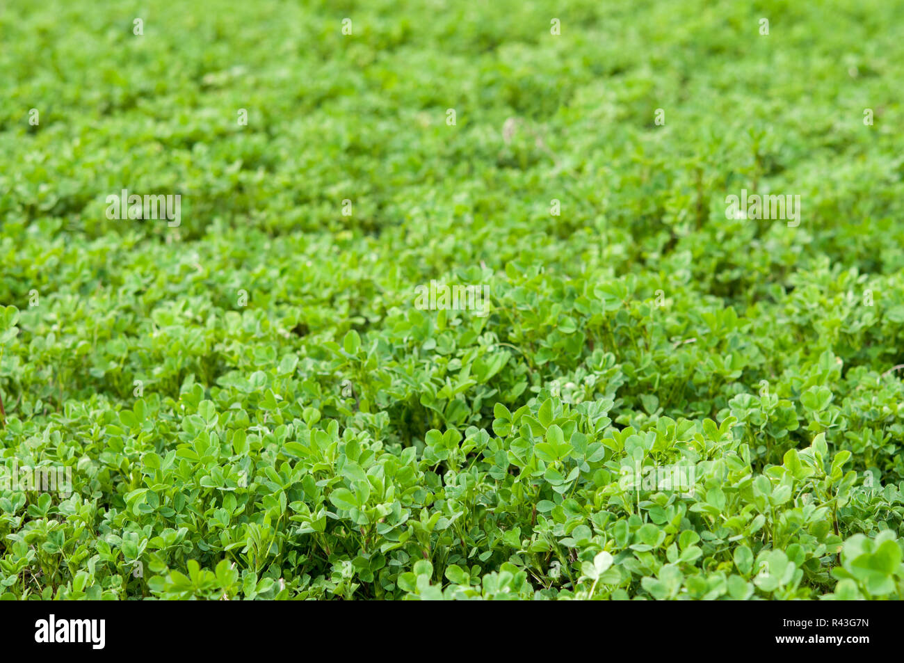 Avec champ de luzerne fraîche vert- nourriture et fooder Banque D'Images
