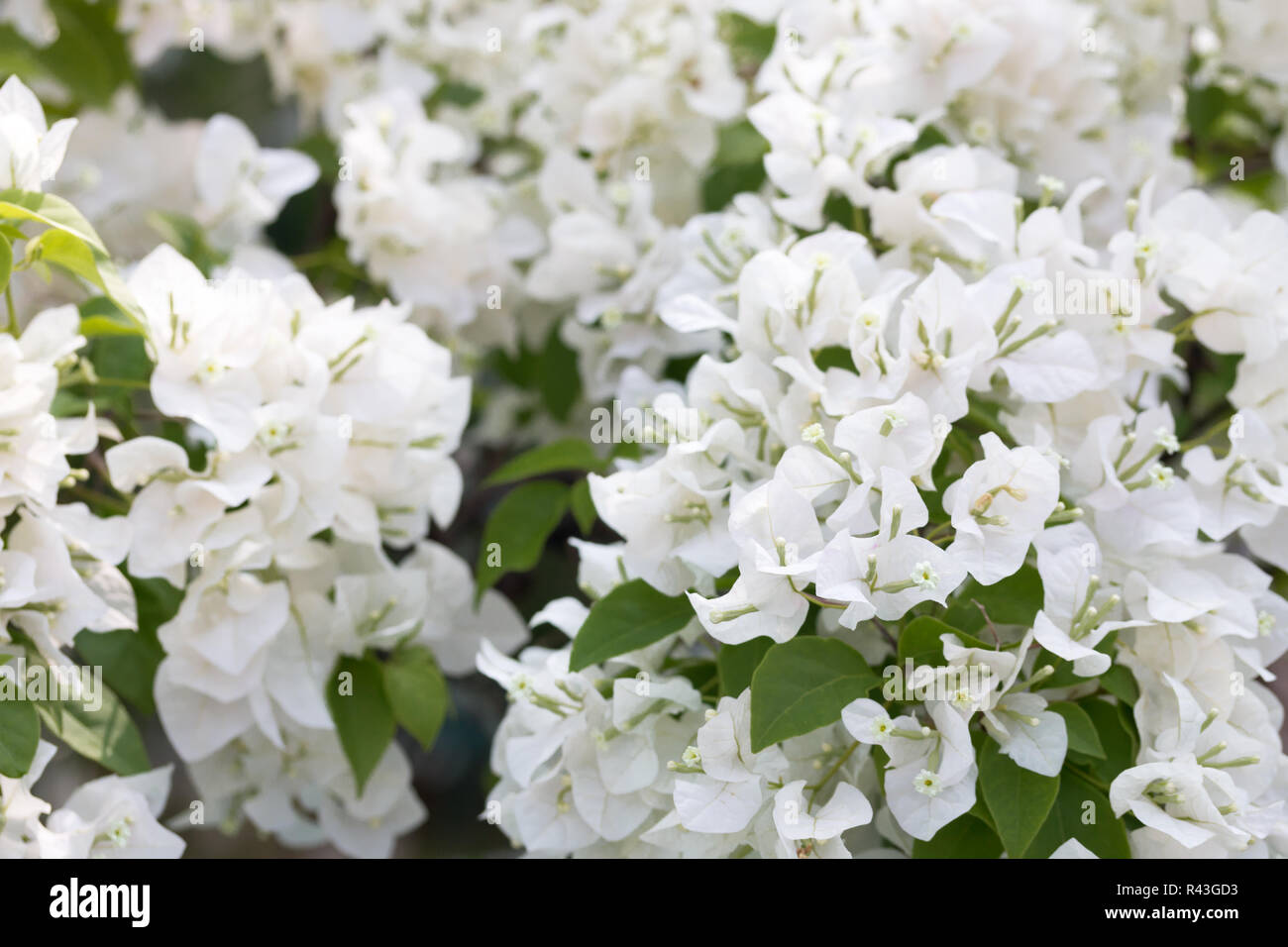 Un bouquet de fleurs blanches. Banque D'Images