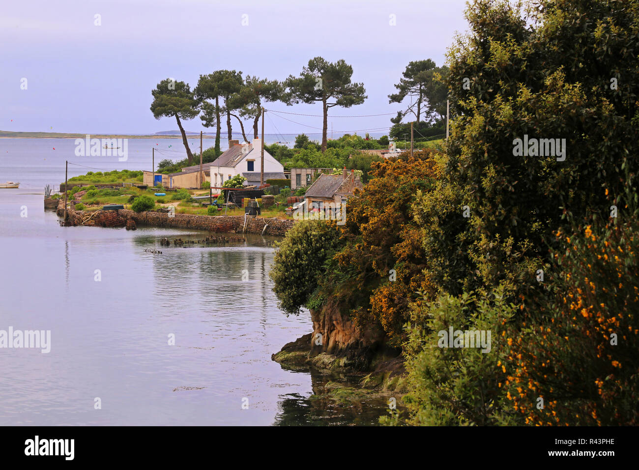 Ferme ostréicole sur le golfe du Morbihan en bretagne sud Banque D'Images