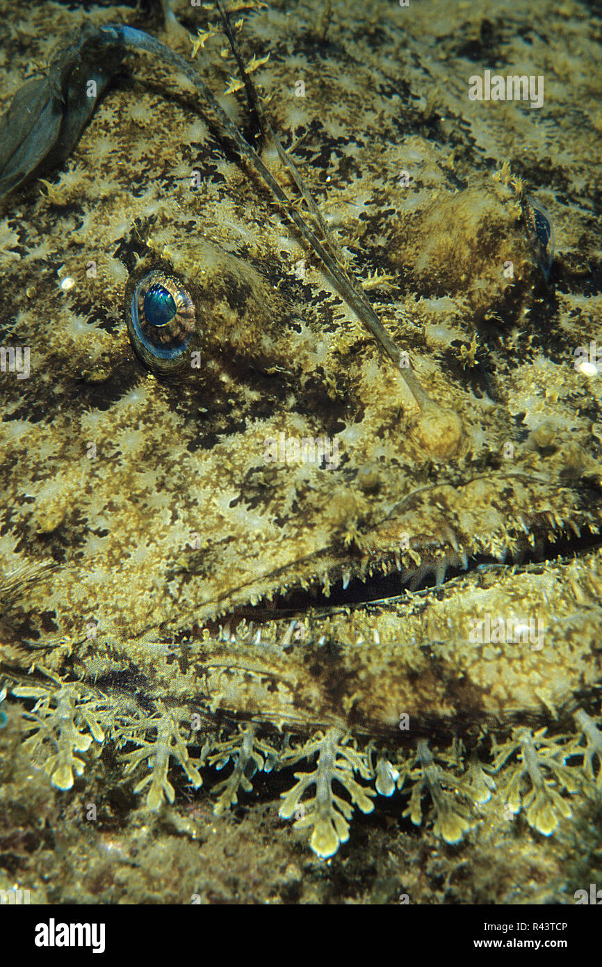 La baudroie ou lotte Lophius piscatorius (), portrait, Bastia, Corse, France Banque D'Images