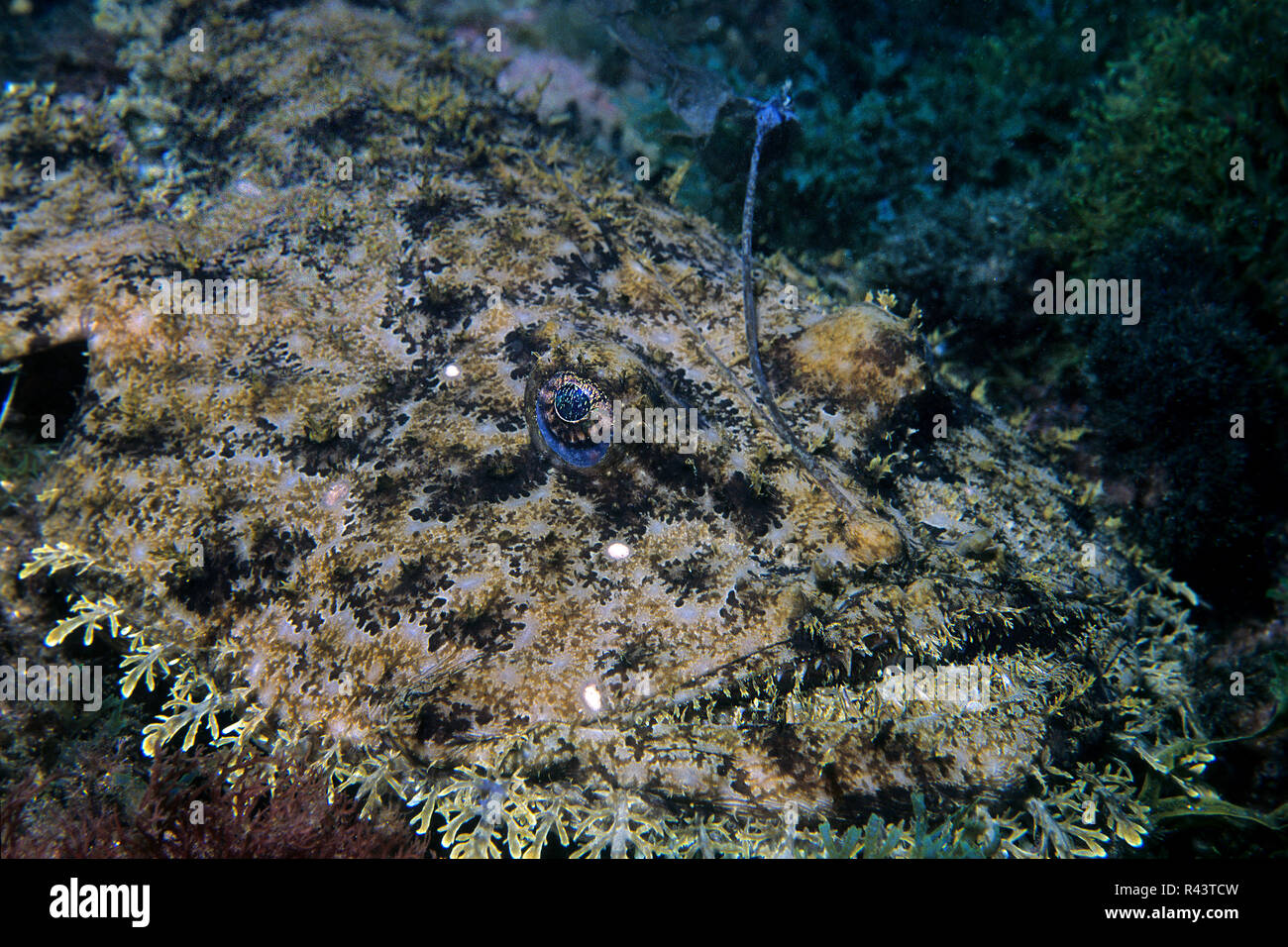 La baudroie ou lotte Lophius piscatorius (), portrait, Bastia, Corse, France Banque D'Images