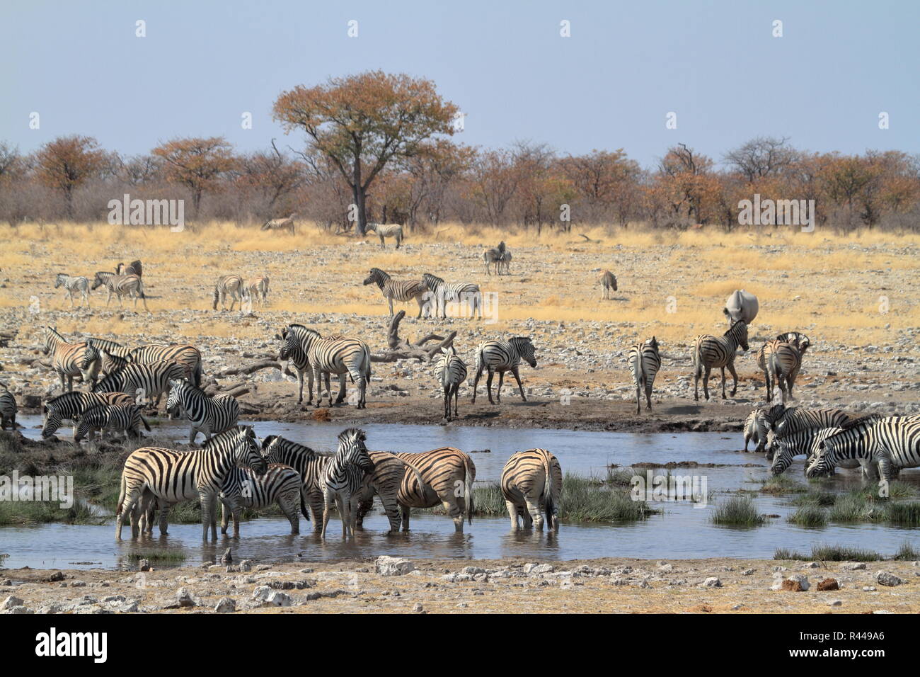parc national d'etosha