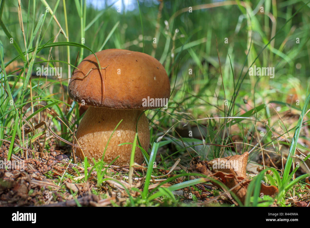 Boletus edulis Banque D'Images