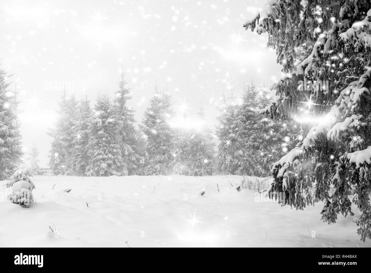 Paysage d'hiver - neige dans la forêt de conifères Banque D'Images