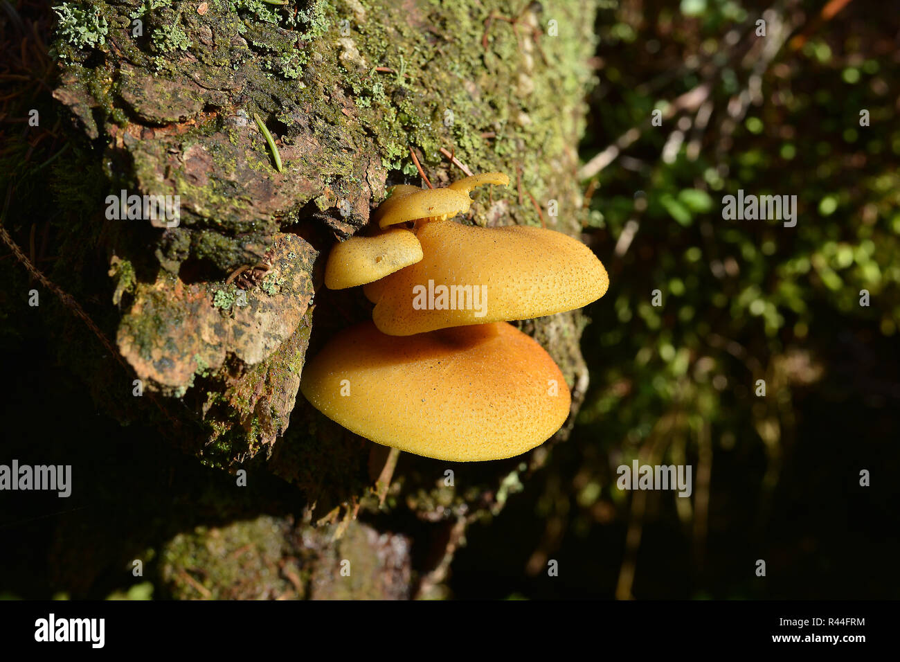 Champignon d'arbre sur un tronc d'arbre dans le parc national de harz Banque D'Images