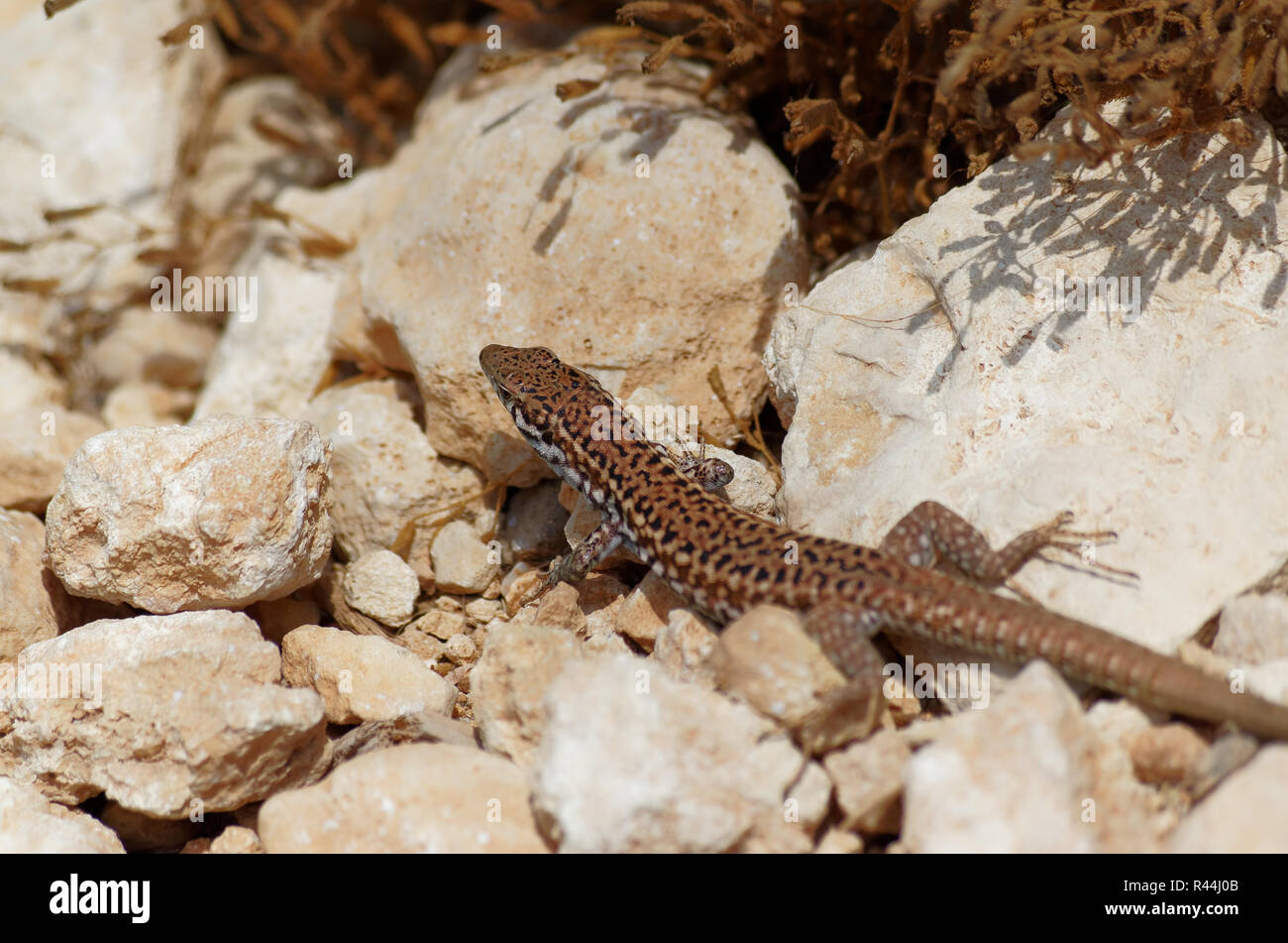Lézard des murailles au soleil sur une des pierres. Photo est prise sur l'île maltaise de Gozo Banque D'Images