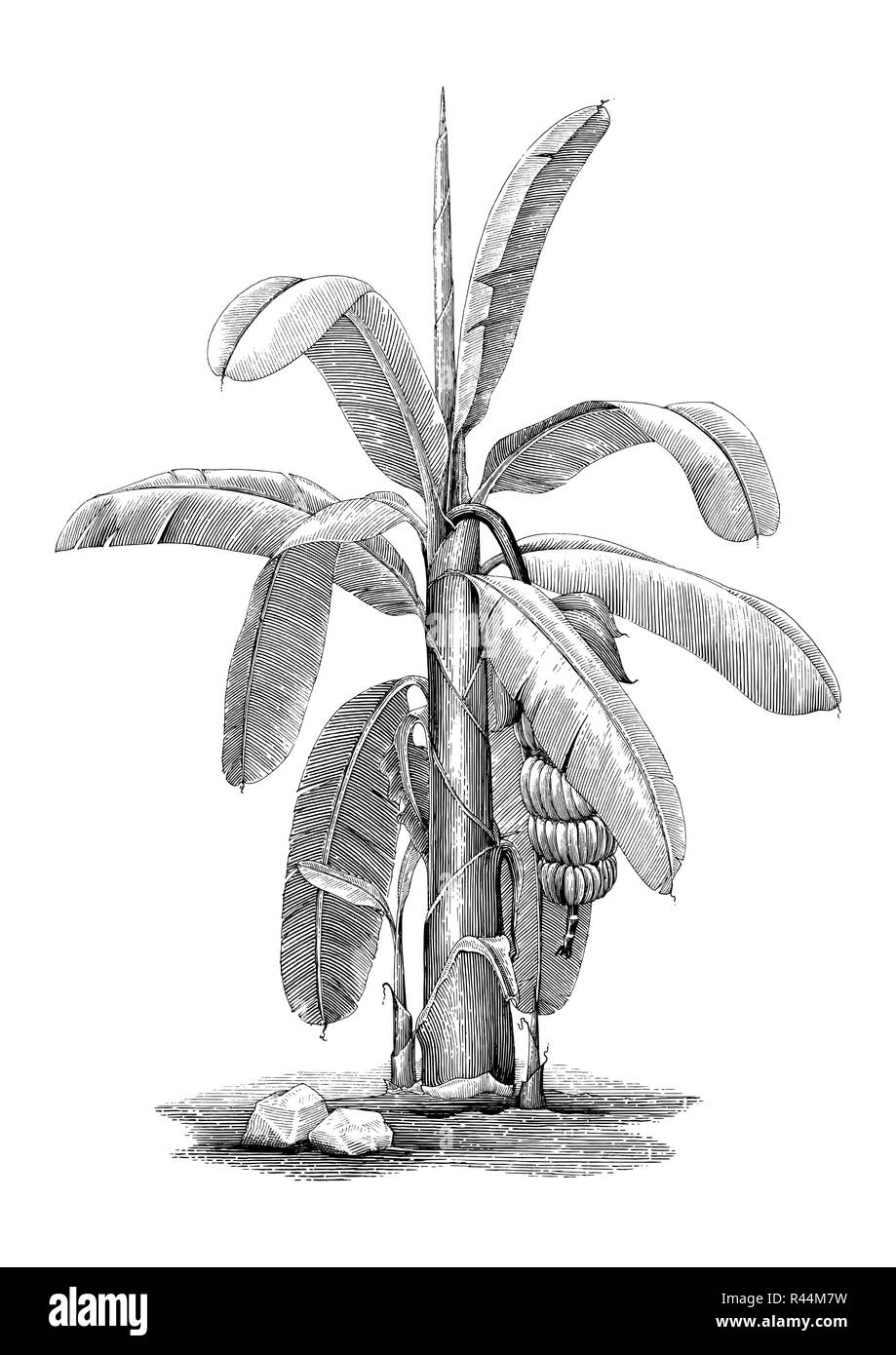 Botanique Bananier Dessin A La Main Vintage Clip Art Image Vectorielle Stock Alamy Botanique Bananier Dessin A La Main Vintage Clip Art Image Vectorielle Stock Alamy