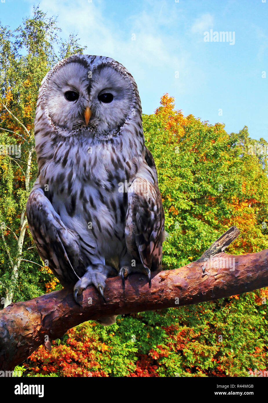 Hawk Owl Strix uralensis contre forêt automnale scenery Banque D'Images