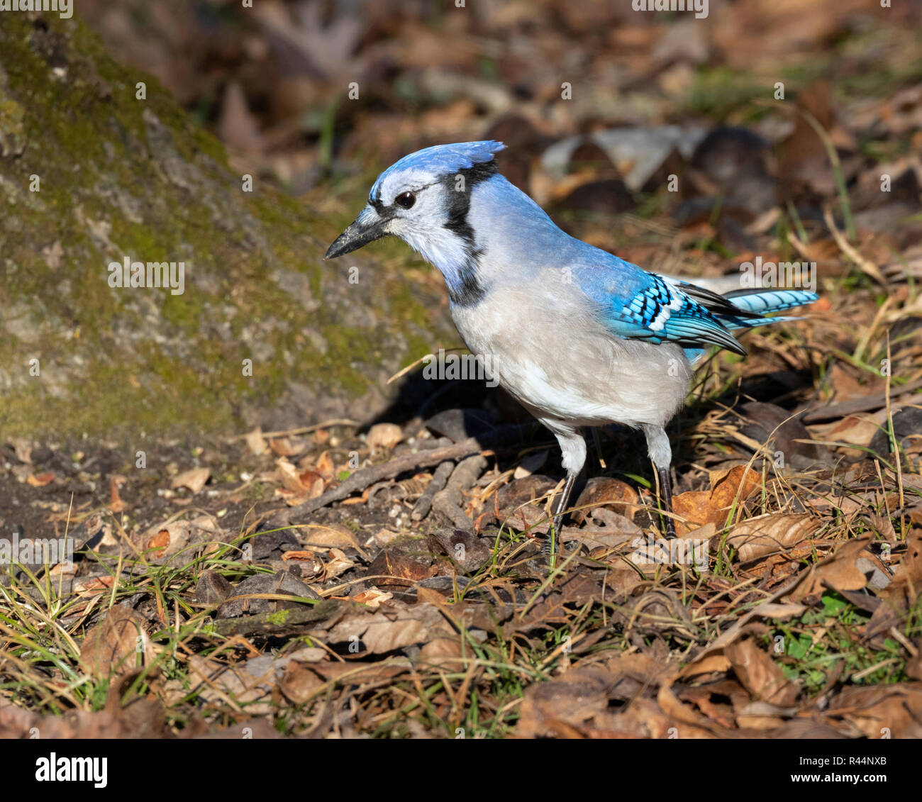 Le geai bleu (Cyanocitta cristata) à la recherche de glands dans sous un chêne, Iowa, États-Unis Banque D'Images