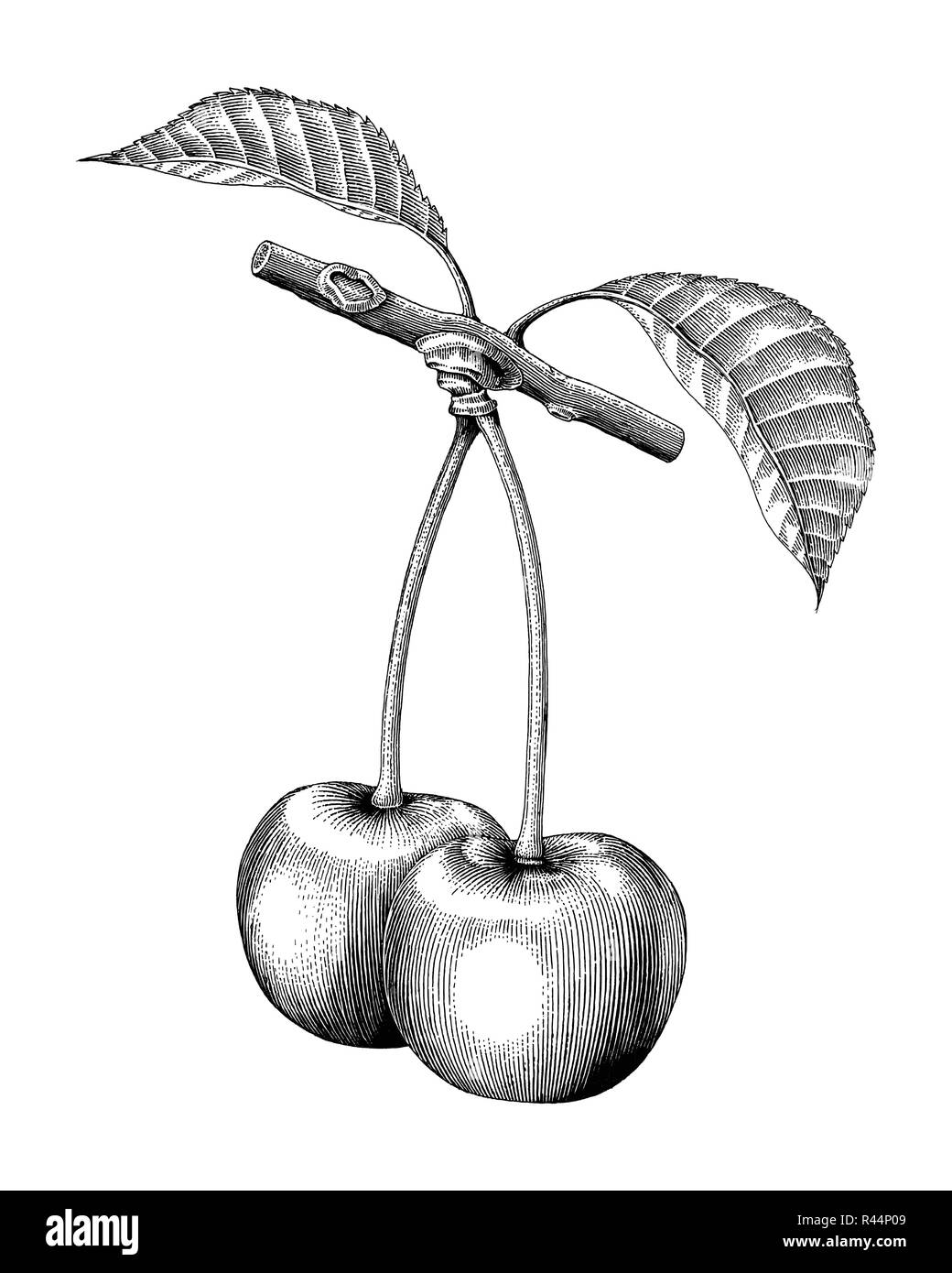 Cherry dessin gravure illustration vintage Illustration de Vecteur