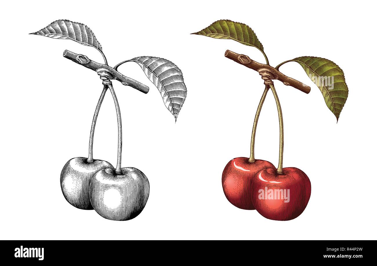 Cherry dessin gravure illustration vintage noir et blanc avec couleur de remplissage Illustration de Vecteur