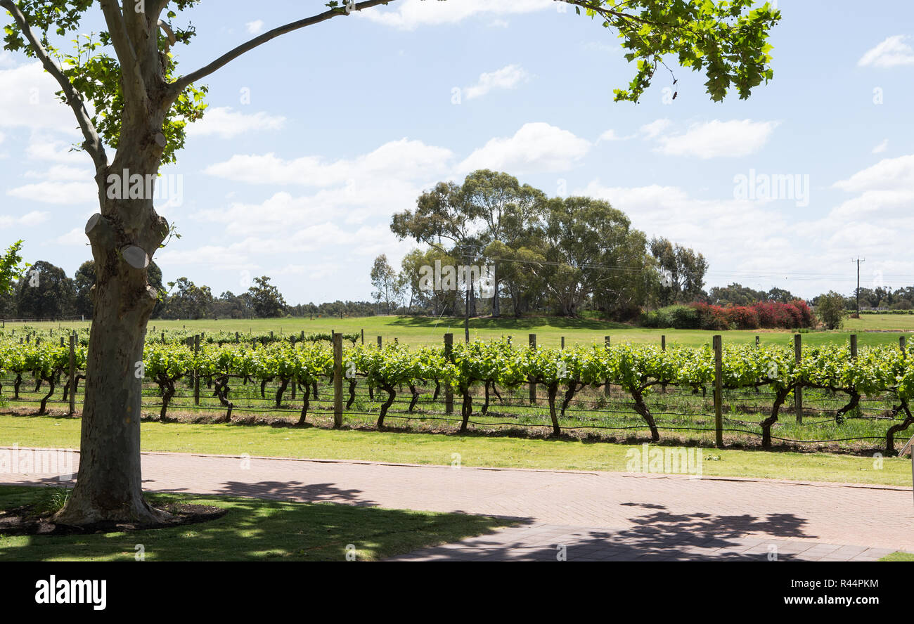 Un vignoble de la vallée de Swan à côté de la rivière Swan, Perth, Australie occidentale Banque D'Images