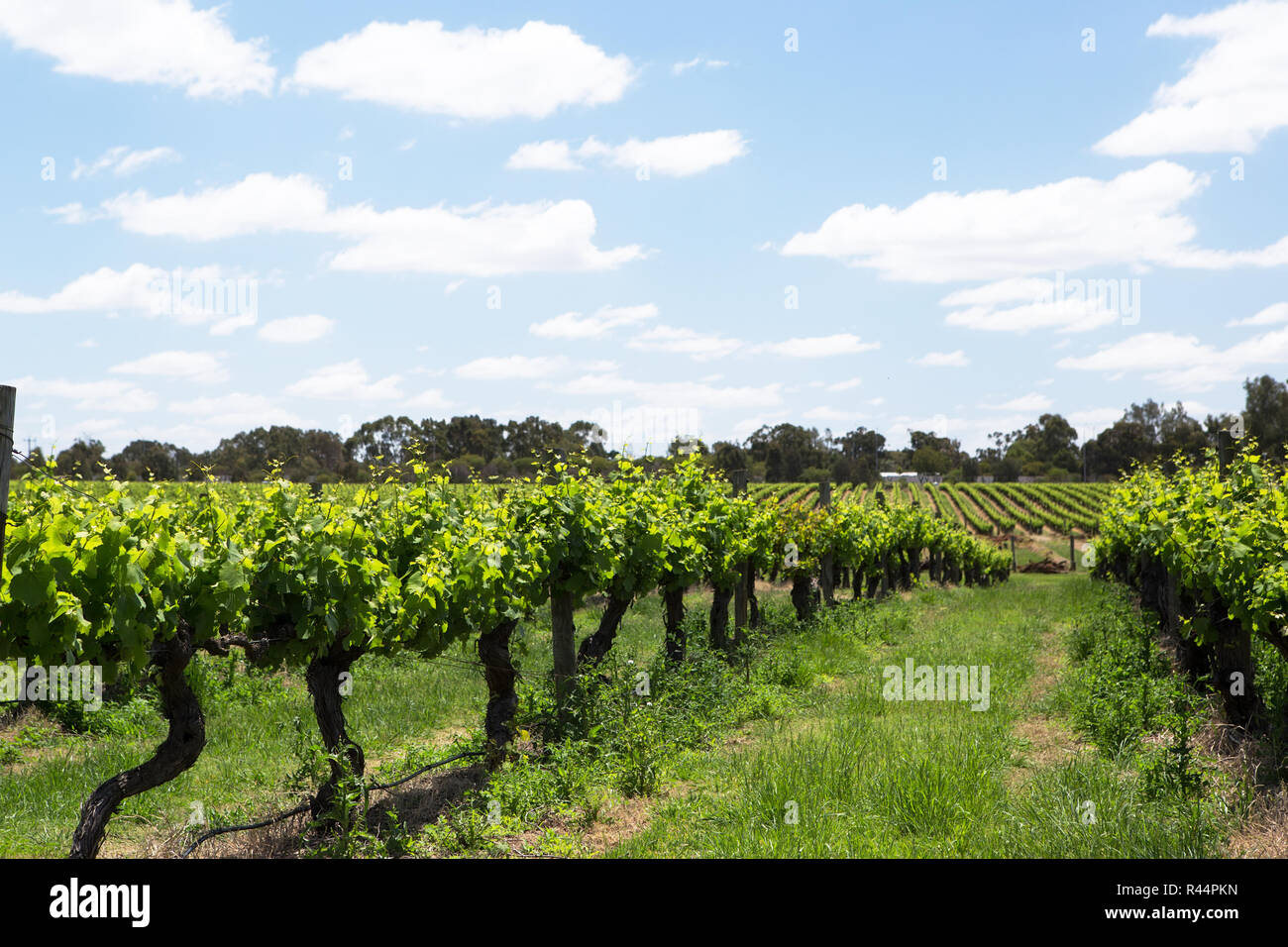 Un vignoble de la vallée de Swan à côté de la rivière Swan, Perth, Australie occidentale Banque D'Images