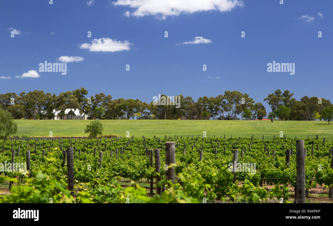 Un vignoble de la vallée de Swan à côté de la rivière Swan, Perth, Australie occidentale Banque D'Images