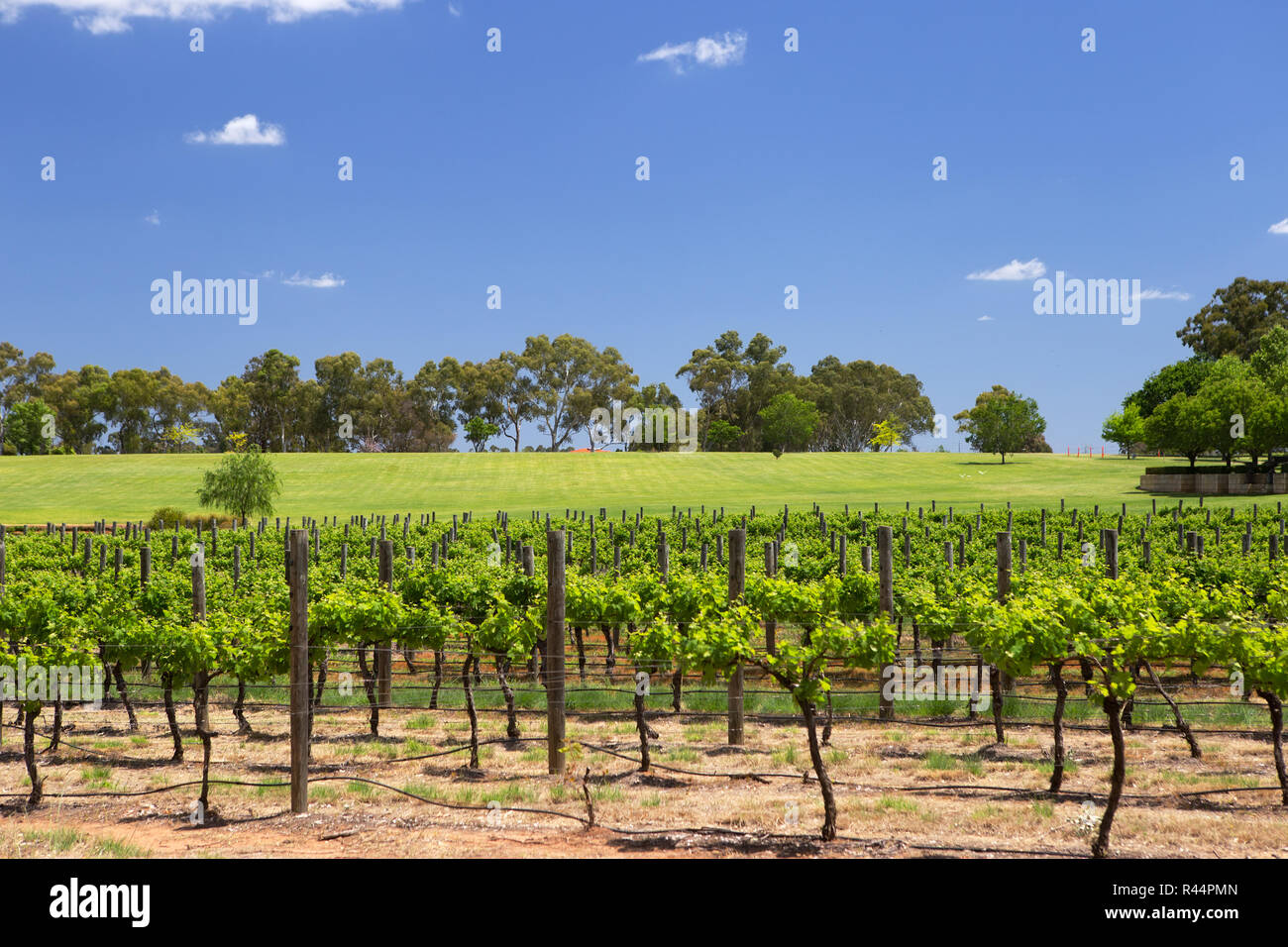 Un vignoble de la vallée de Swan à côté de la rivière Swan, Perth, Australie occidentale Banque D'Images