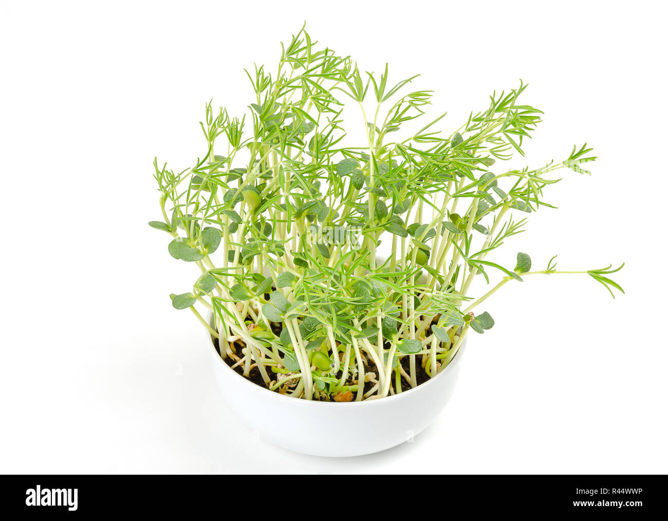Les semis de haricots du lupin blanc dans un bol. Les jeunes plants de haricots germés lupini, lupin de grains de haricots en terreau. Banque D'Images