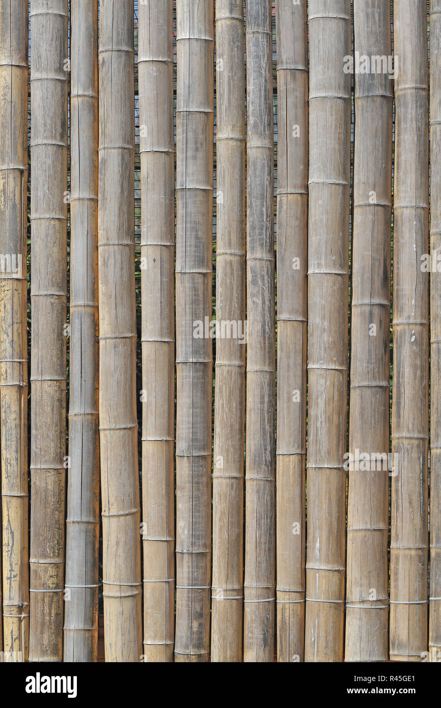 bambou Banque D'Images