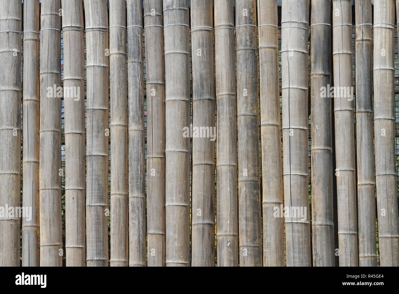 bambou Banque D'Images