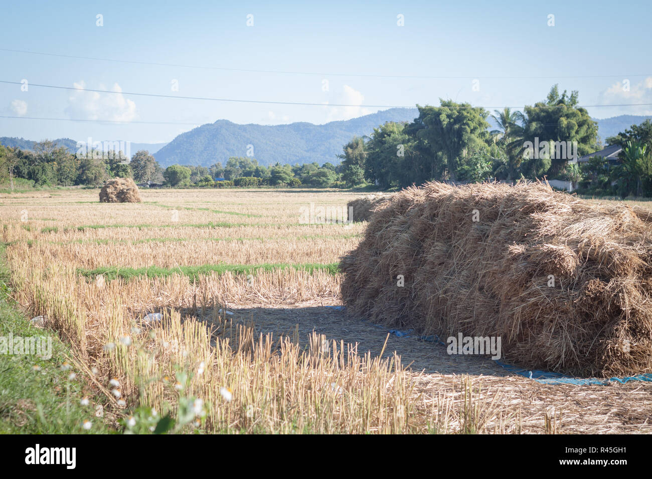 Récolte de riz dans les rizières en Thaïlande Banque D'Images