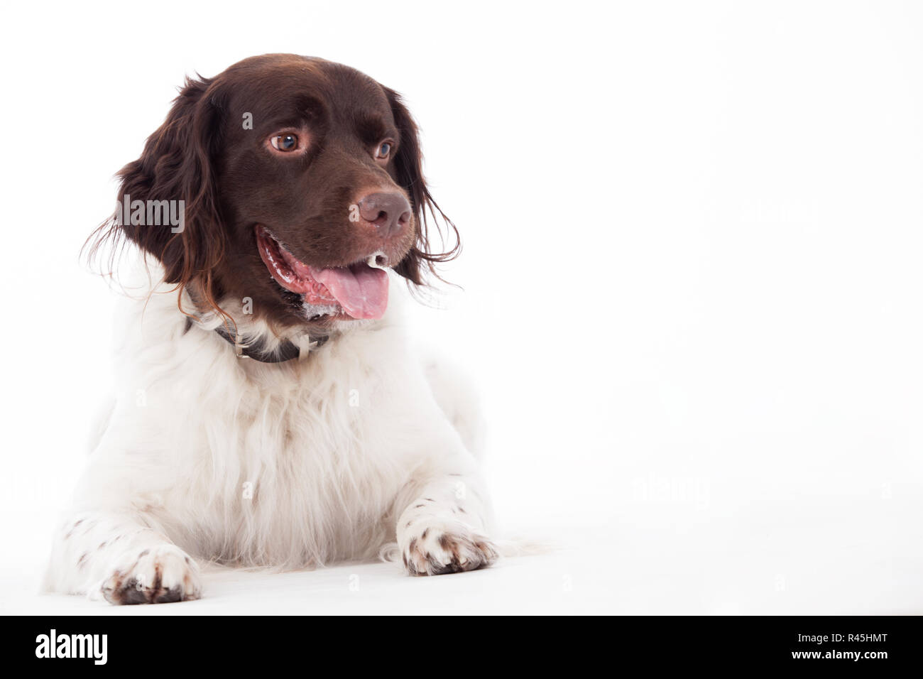 Fixer en chien Partridge néerlandais Banque D'Images