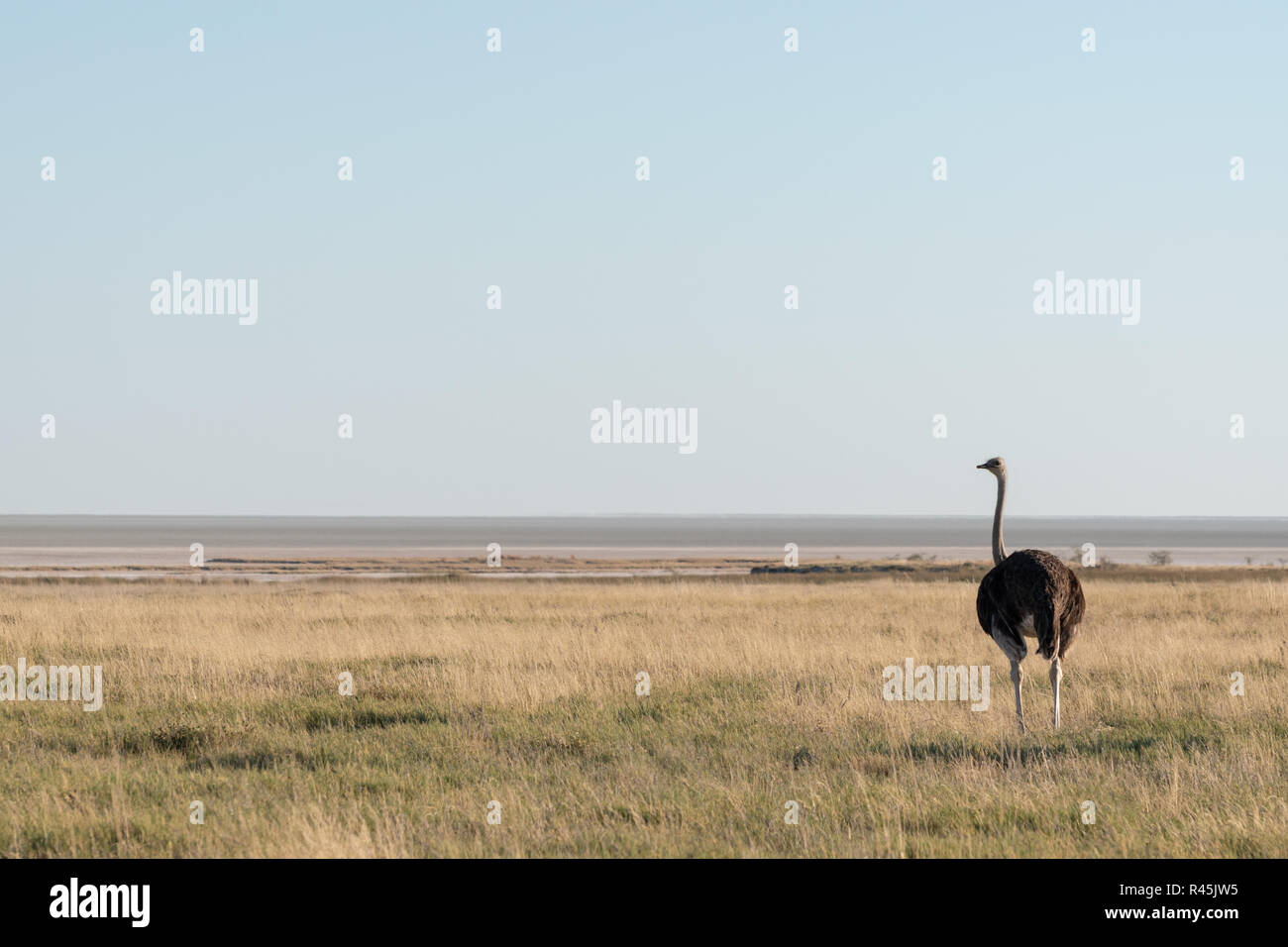 Lonely femme debout dans la savane ouverte d'autruche à la prairie à l'autre, le ciel bleu et l'espace ouvert horizon pan sel Banque D'Images