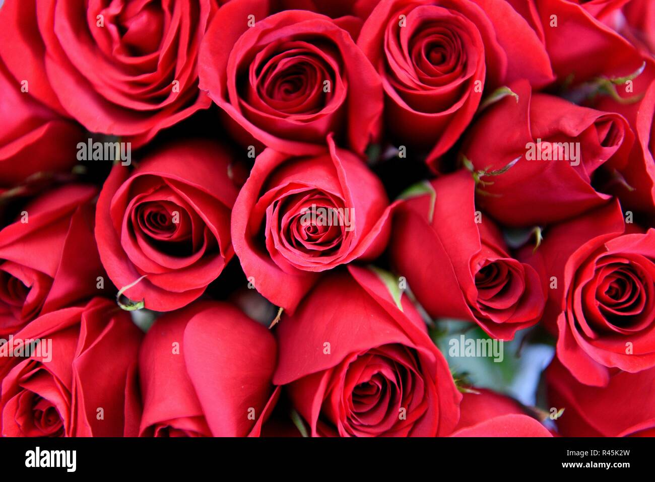 Collection roses rouges fraîches, marché aux fleurs à Bogota, Colombie Banque D'Images
