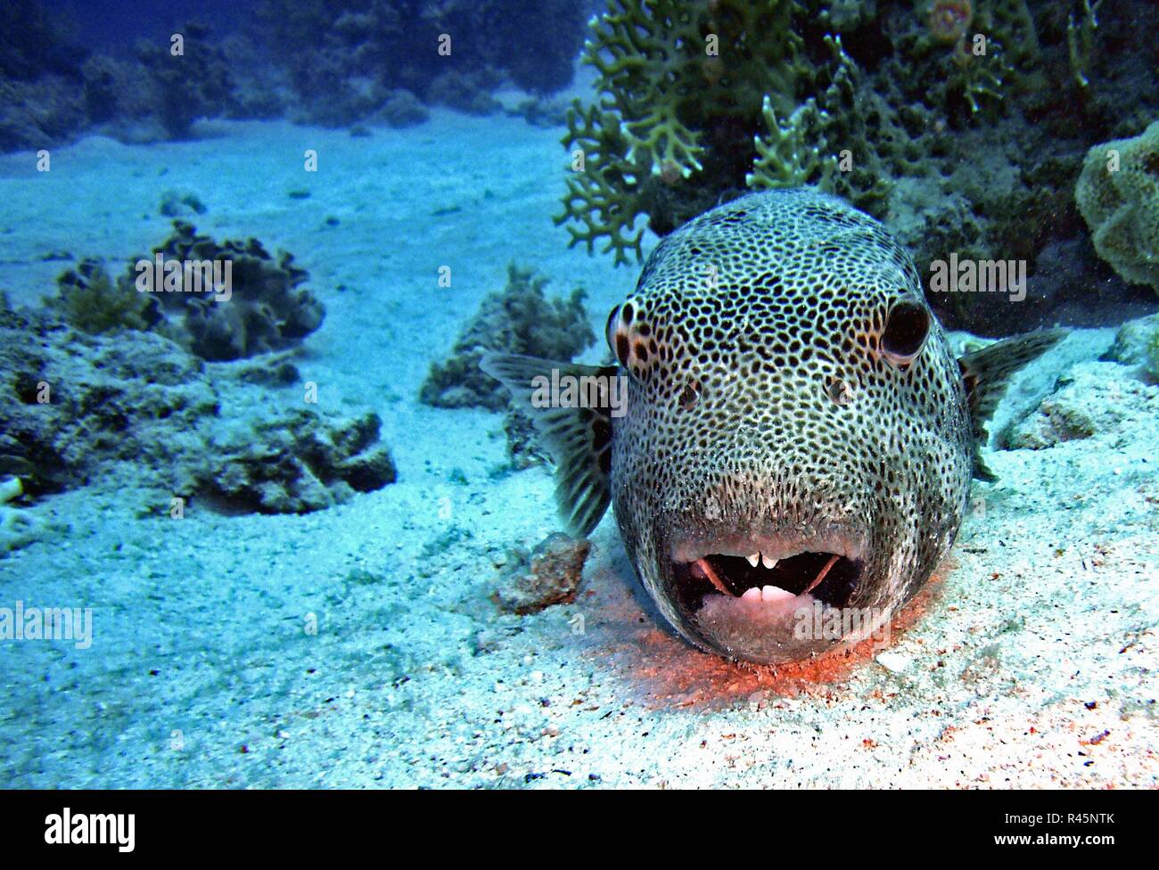 Le Poisson Globe Géant Banque Dimages Photo Stock