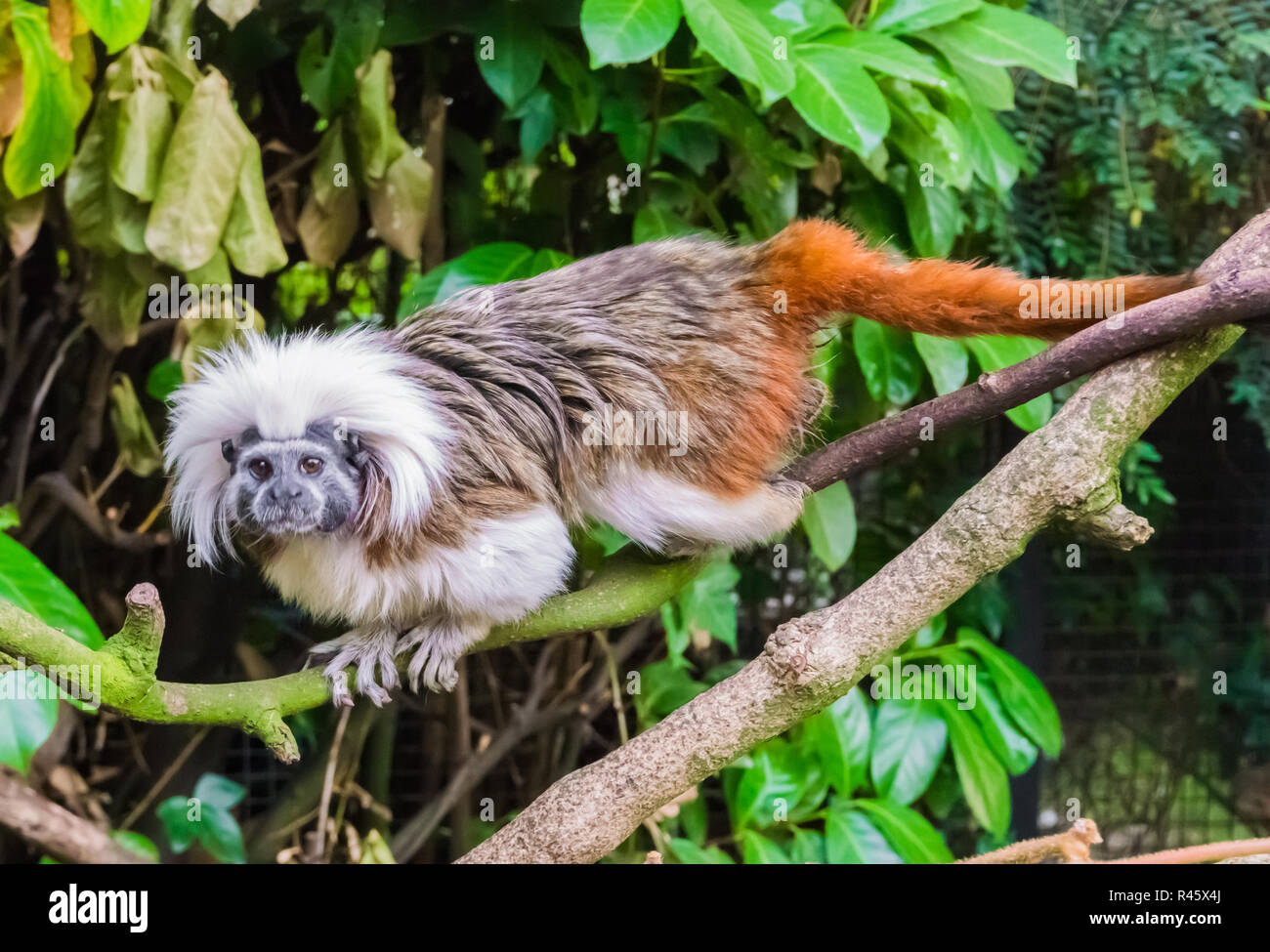 Tête de singe tamarin coton marcher sur une branche d'une espèce rare et en danger critique espèce d'animaux exotiques en provenance de Colombie Banque D'Images